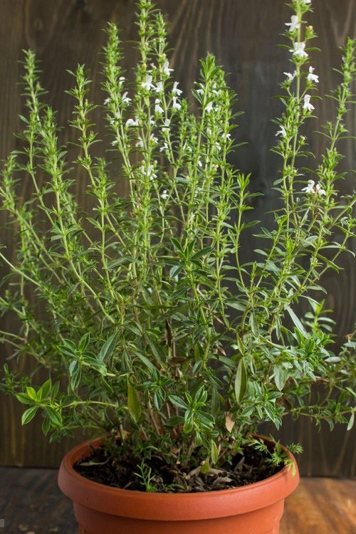 Herbs with White Flowers in pot