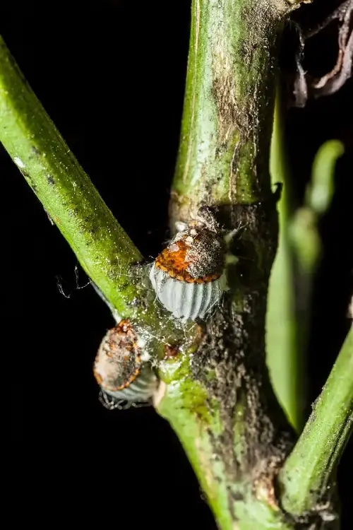 little insects like dust particles 