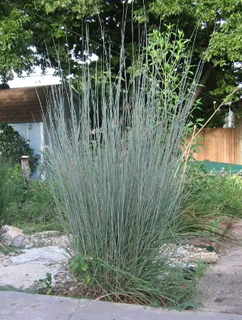 top lovely native plants in Illinois 
