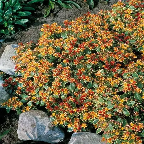 flower name start with 0 in pot 6