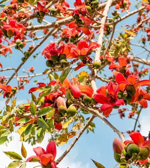best Five-leafed plants per stem
