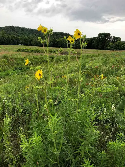 best Gorgeous Native Plants of Illinois 