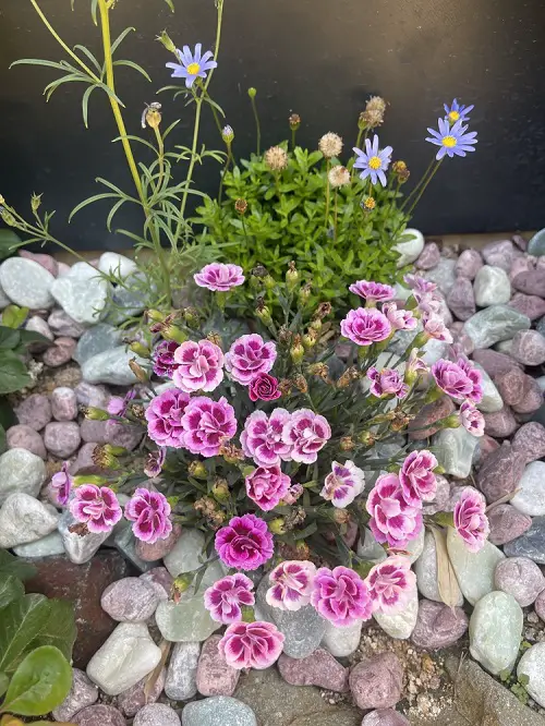Beautiful Tiny Flowers for Containers
