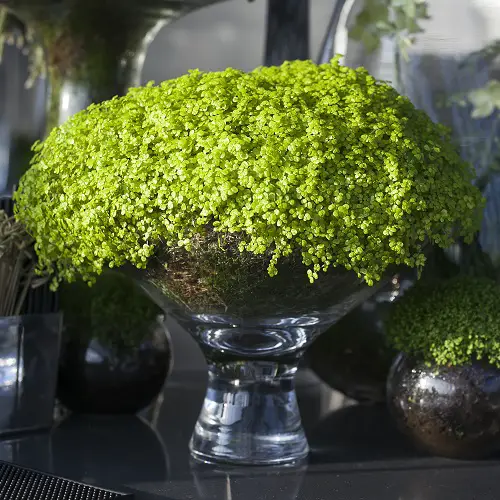 Shallow Pot plants