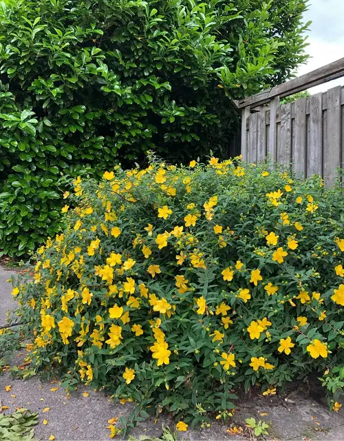 Types of Yellow Flowers for Garden 
