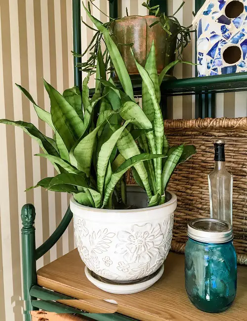 Best Snake Plant Fertilizers for Excellent Growth