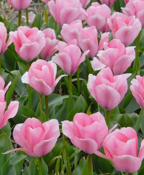 fantastic tulips in pink