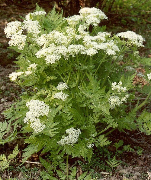 best White Flowers with Herbs