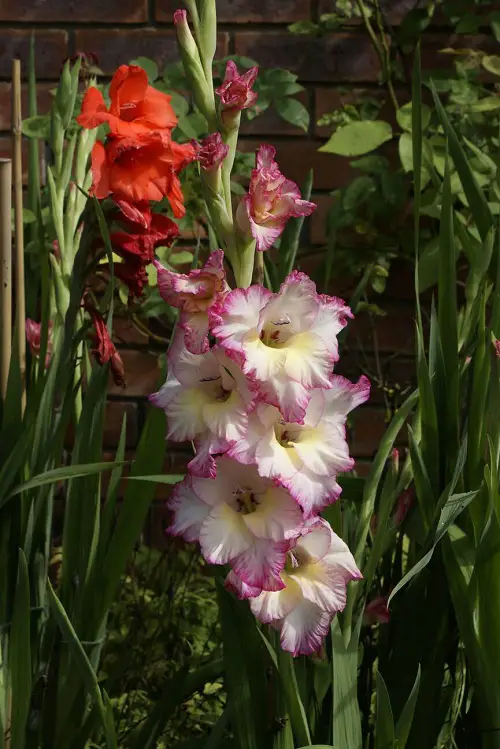 Beautiful Mexican Flowers 67