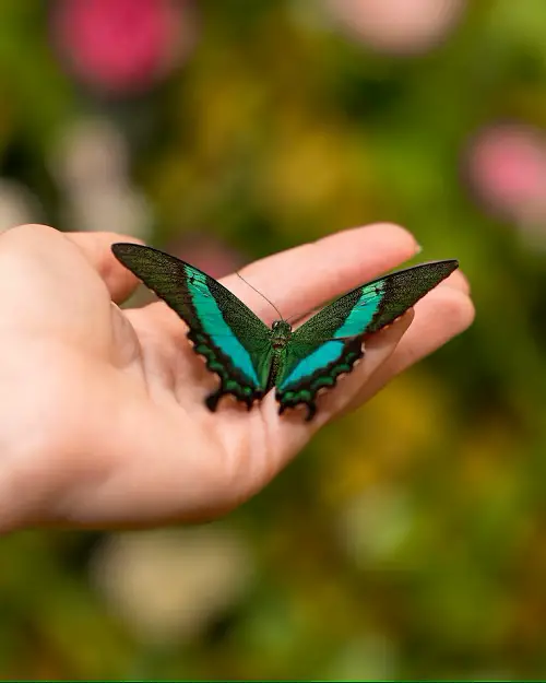 Significance Of Where The Butterfly Lands On Your Body