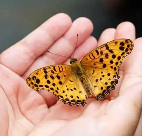 What Does It Mean When Butterfly Lands on You Symbolism of Change