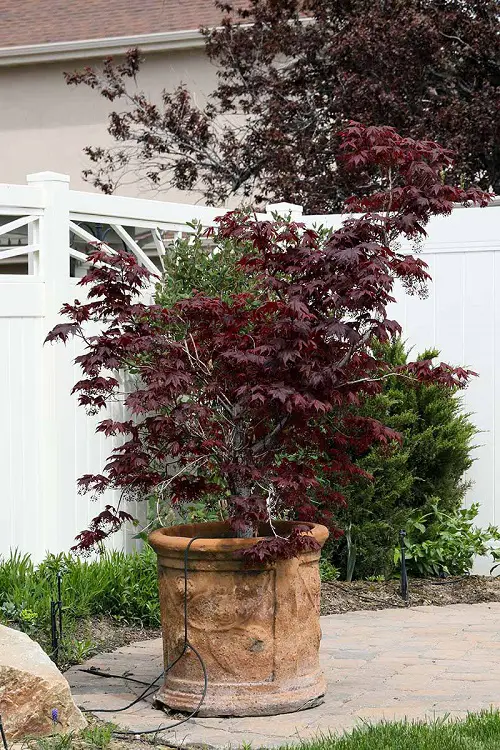 Top Maple Tree Types for Containers