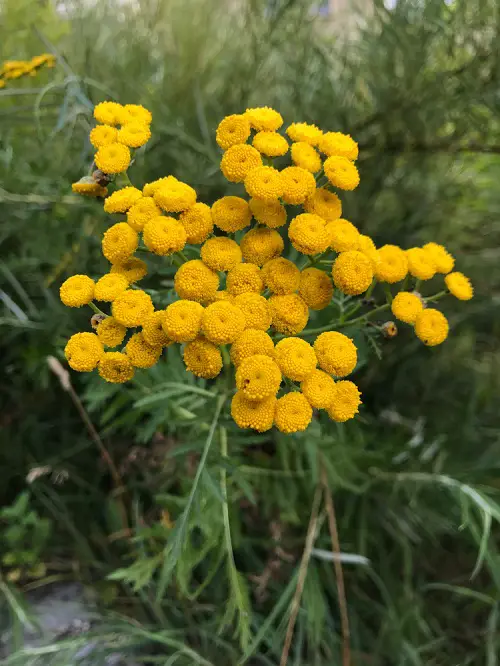 Mosquito Repelling Plants