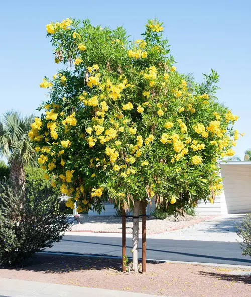 Amazing Yellow Flower tree 8