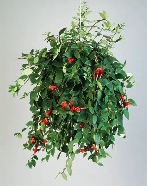 Different Types of Lipstick Plant Varieties