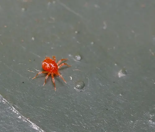 best Microscopic Insects Resembling Dirt Specks