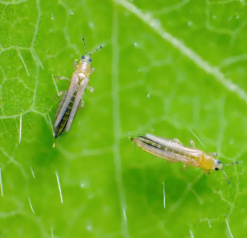 best Little White Bugs That Look Like Lint 3