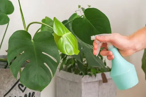 Aphids on Indoor Plants Keep Your Plants Healthy