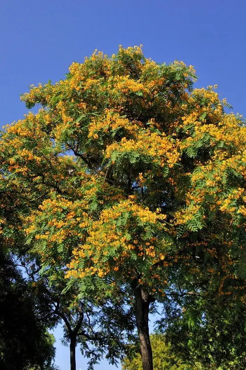 Yellow Flowers trees 