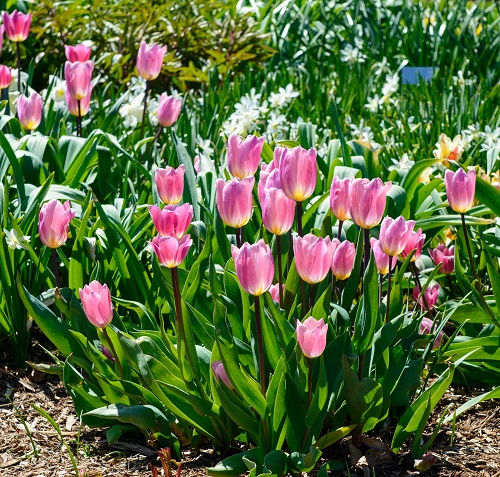 Pink Tulips in garden