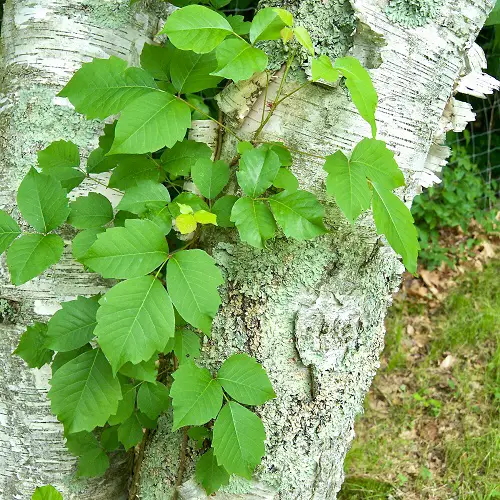 5 Leaves Per Stem Plants