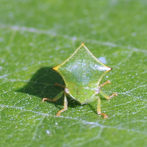 best Green Bugs that Look Like Leaves