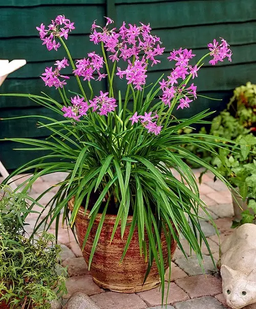 Flowers that Repel Mosquitoes 9