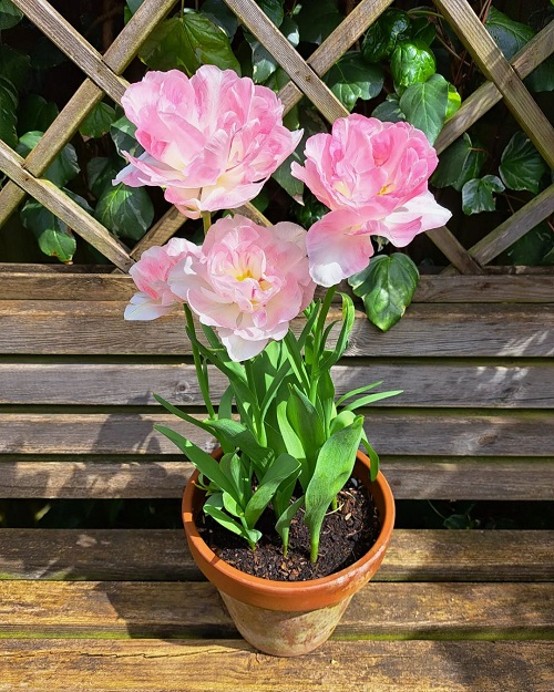 Beautiful Pink Tulips