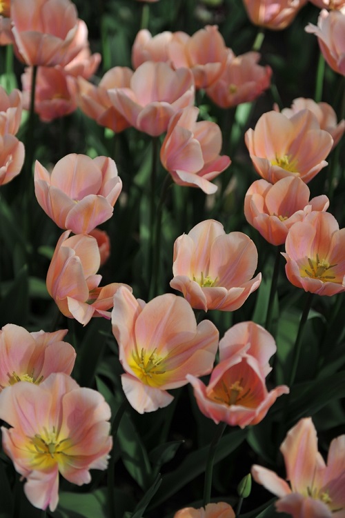 Beautiful Pink Tulips