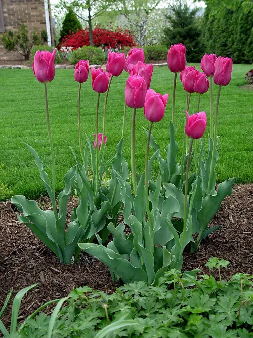 National Flower of Turkey and its Meaning