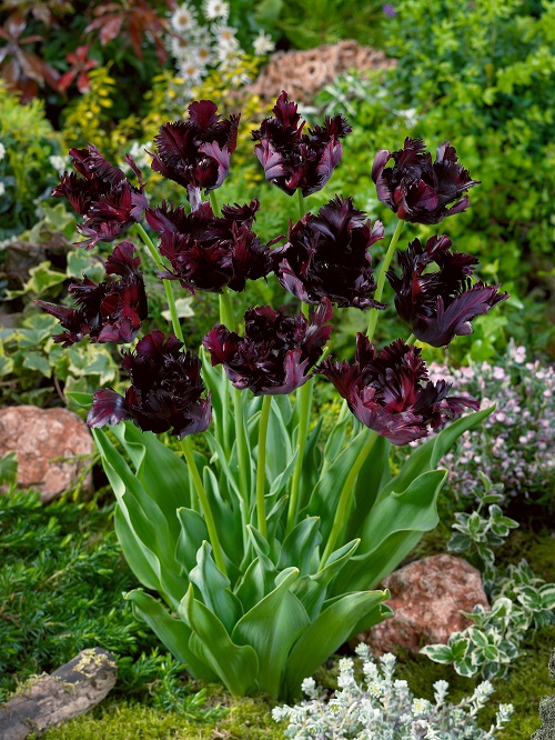 Amazing Beautiful Red and Black Flowers