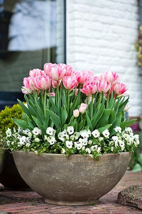  Stunning Pink Tulips Varieties 