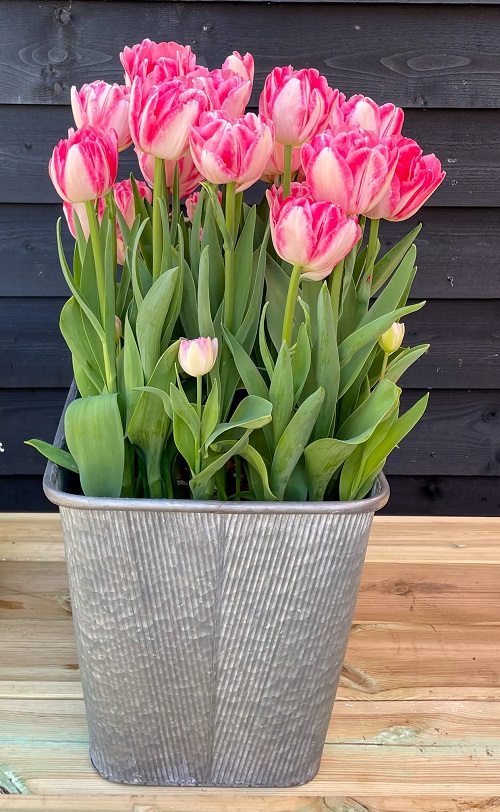 Gorgeous Pink Tulips in pot