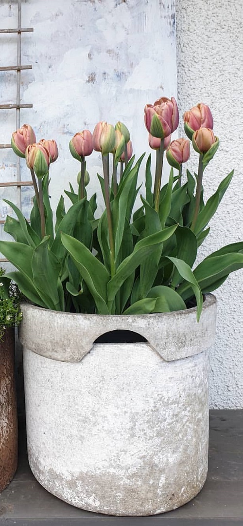 Beautiful Pink Tulips in pot