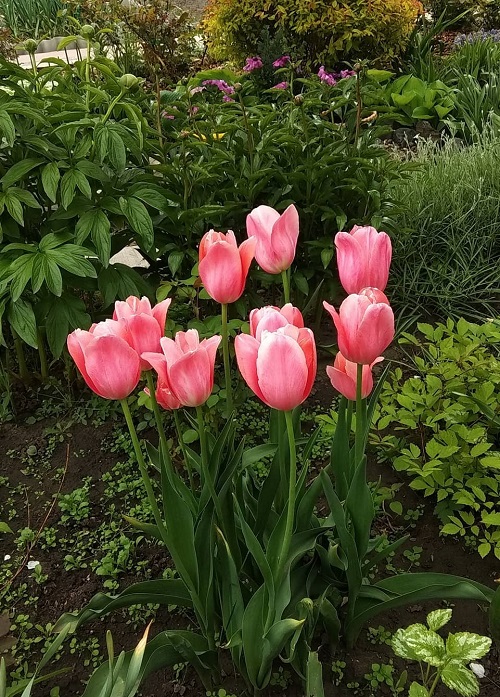 stuning Beautiful Pink Tulips