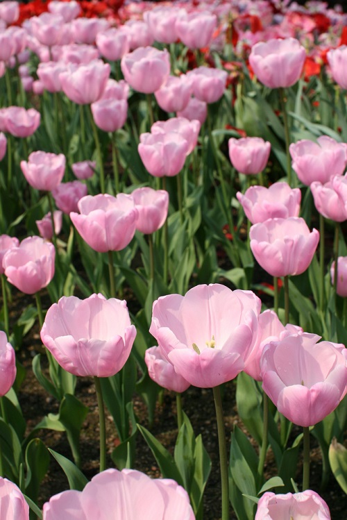 Beautiful Pink Tulips in garden