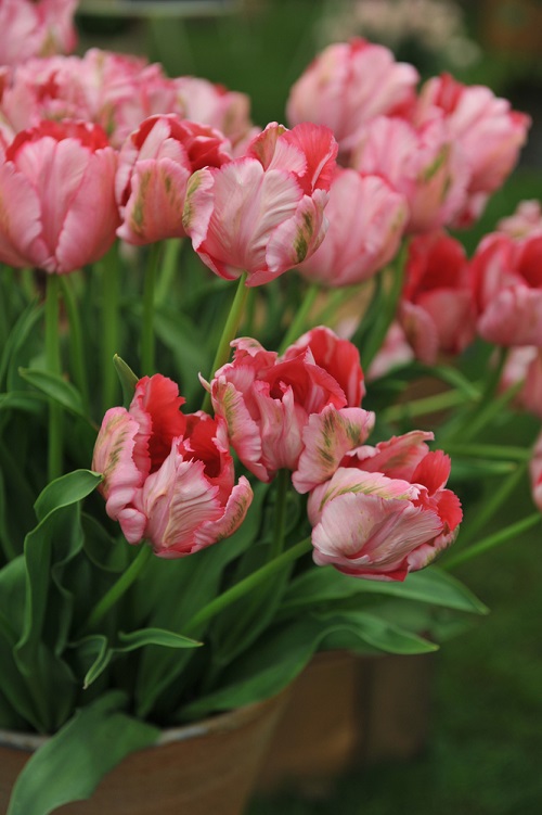 best Gorgeous Pink Tulips