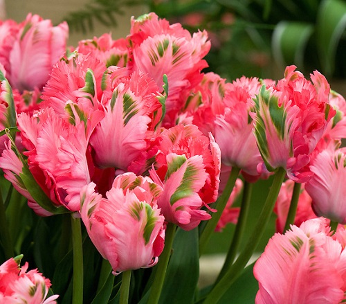 Magnificent Tulips in Pink