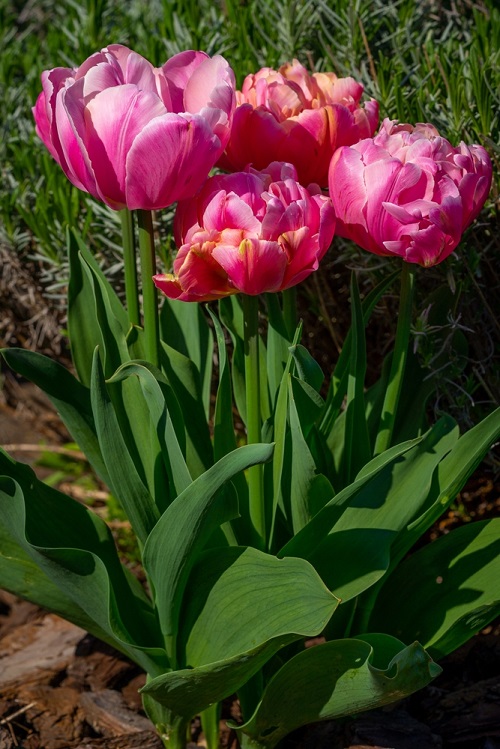 Pink Tulips in garden