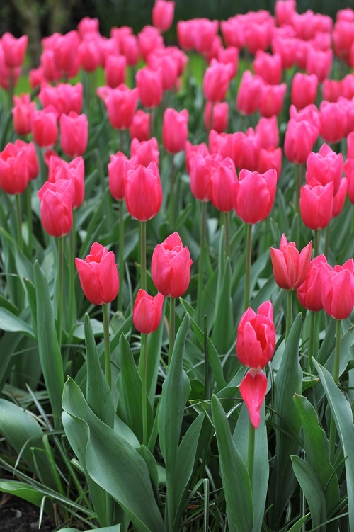 Pink Tulips
