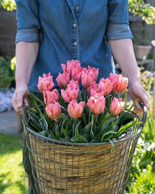 Beautiful Pink Tulips in bucket