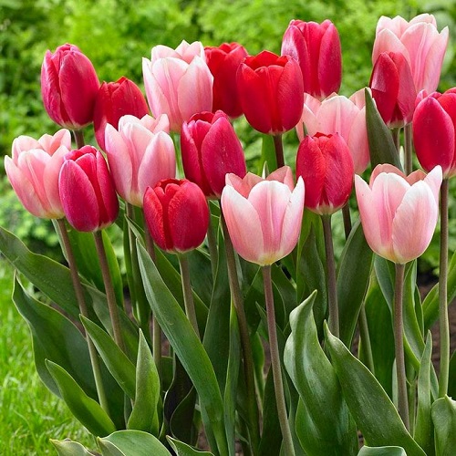 top Magnificent Tulips in Pink