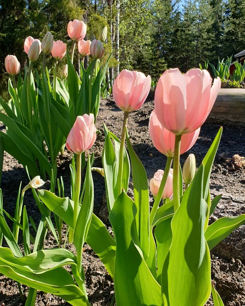 Gorgeous Pink Tulips