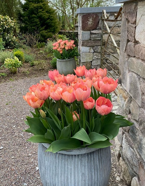Long-lasting Flowers near doorway