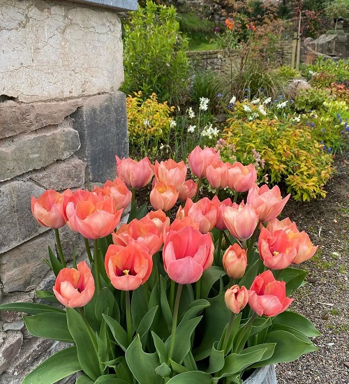 Lovely Pink Tulips in garden