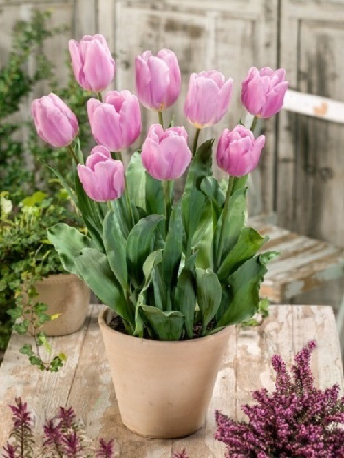 Lovely Pink Tulips