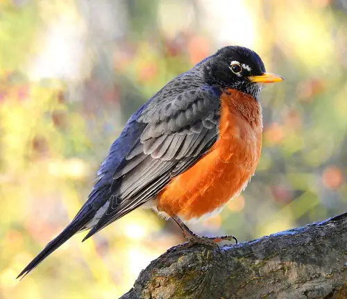 best Birds with Red Chest 