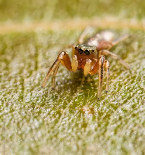 Beautiful Pink Spiders 