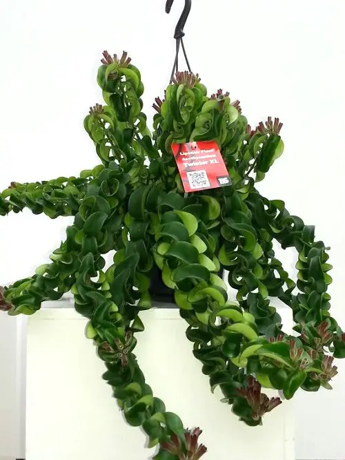 best Lipstick Plant Varieties: Different Types