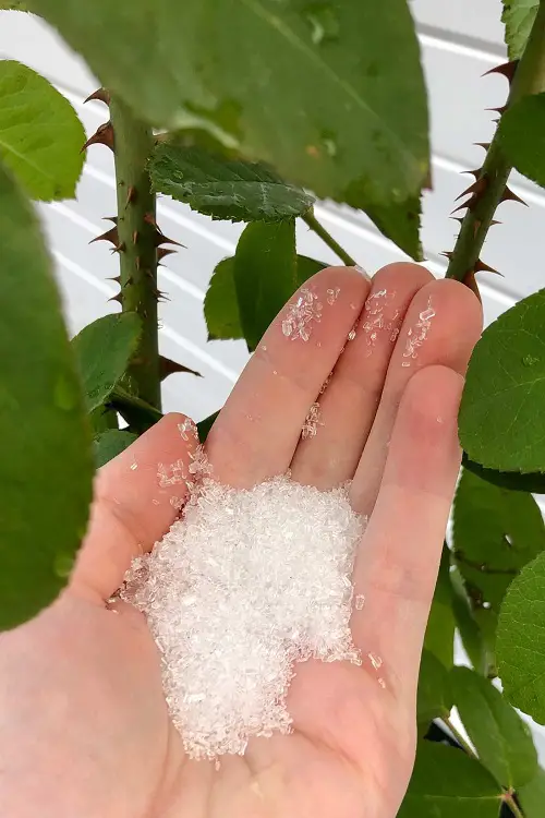 Best Snake Plant Fertilizers Espom salt